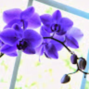 Meet your Posher, Caylin